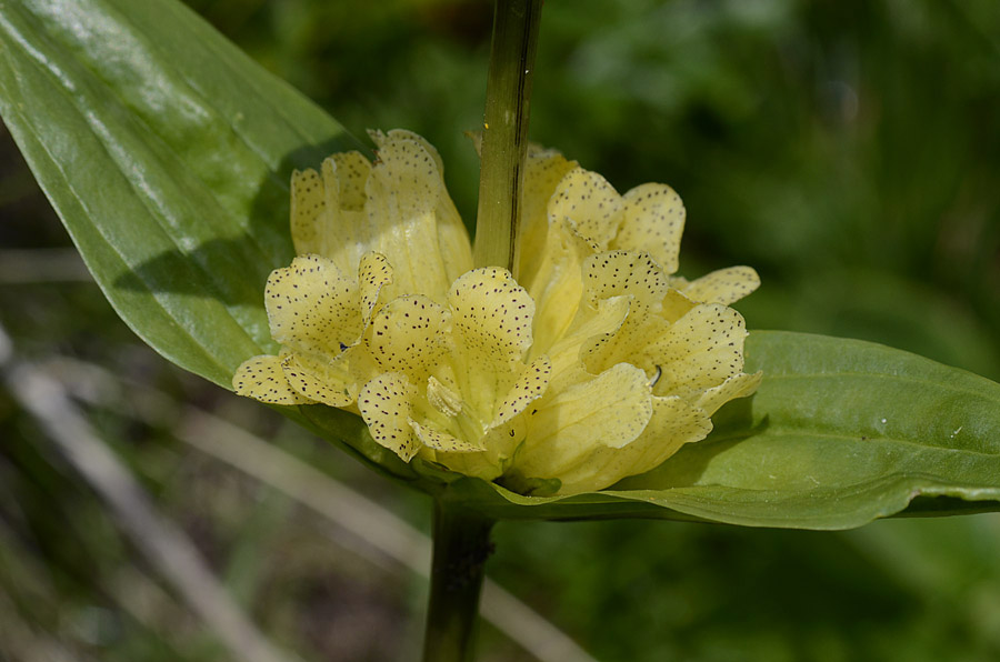 Gentiana punctata / Genziana punteggiata